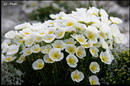 Alpine poppy